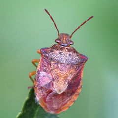 Dendrocoris