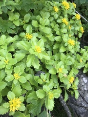 Phedimus kamtschaticus