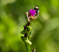 Austroscaeva melanostoma