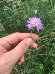 Knautia arvensis