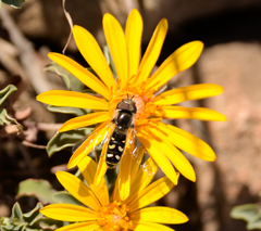 Austroscaeva melanostoma