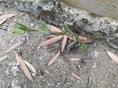 Delosperma litorale