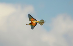 Merops apiaster