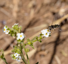 Austroscaeva melanostoma