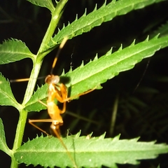 Hapalopezella maculata