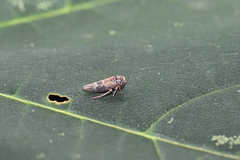 Metidiocerus rutilans