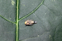 Metidiocerus rutilans