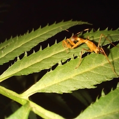 Hapalopezella maculata