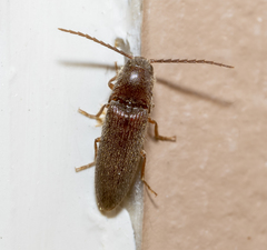 Dipropus simplex