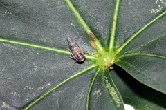 Metidiocerus rutilans