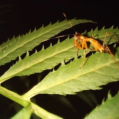 Hapalopezella maculata