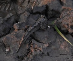 Periophthalmus modestus