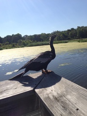 Anhinga