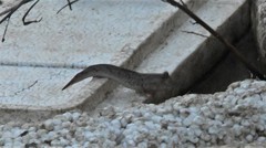 Periophthalmus modestus