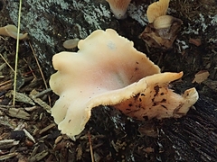Hohenbuehelia angustata