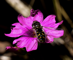 Austroscaeva melanostoma