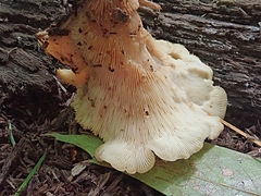Hohenbuehelia angustata