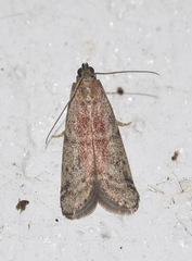 Ephestia elutella