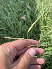 Paspalum dilatatum