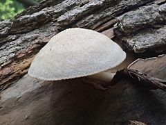 Pluteus tomentosulus