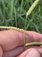 Paspalum dilatatum