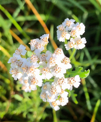 Achillea salicifolia