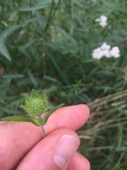 Knautia arvensis