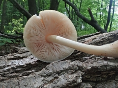 Pluteus tomentosulus
