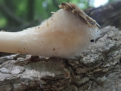 Pluteus tomentosulus