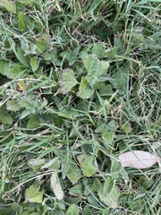 Calyptocarpus vialis