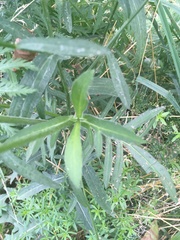Knautia arvensis