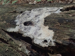 Fuligo septica candida