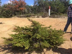 Cupressus goveniana