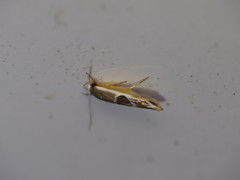 Stathmopoda megathyma