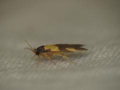 Stathmopoda mimantha