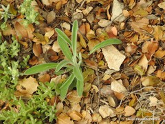 Teucrium gnaphalodes