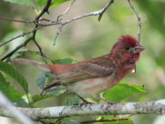 Haemorhous purpureus californicus