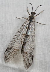 Dendroleon speciosus