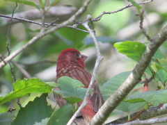 Haemorhous purpureus californicus