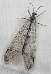 Dendroleon speciosus