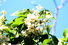 Cordia dentata