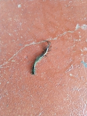 Scolopendra aztecorum