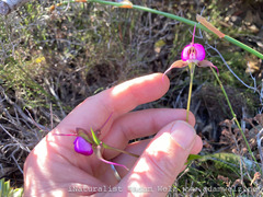 Disperis capensis