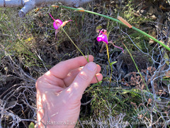 Disperis capensis