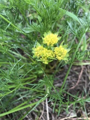 Lomatium caruifolium