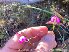 Disperis capensis