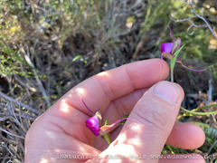 Disperis capensis