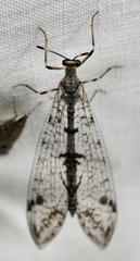 Dendroleon speciosus