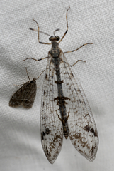 Dendroleon speciosus