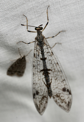 Dendroleon speciosus